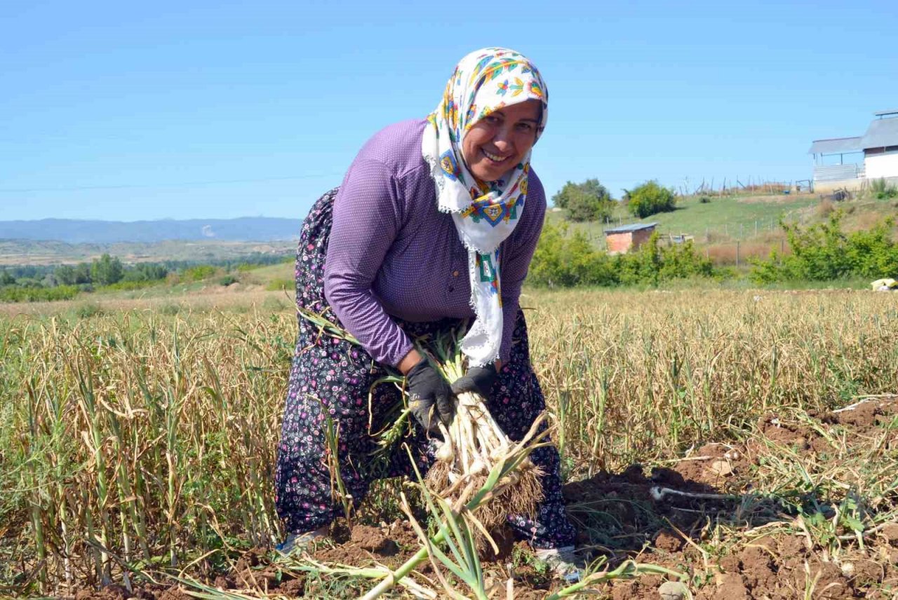 Hasat başladı: Taşköprü sarımsağında 25 bin tonluk rekolte bekleniyor