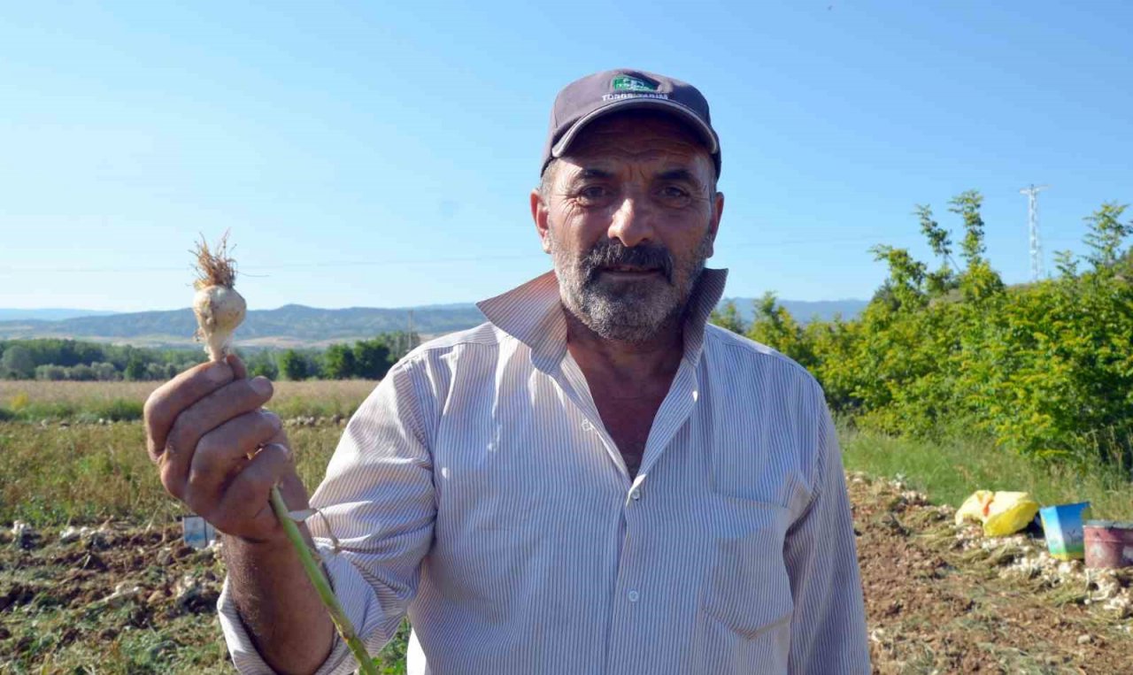 Hasat başladı: Taşköprü sarımsağında 25 bin tonluk rekolte bekleniyor
