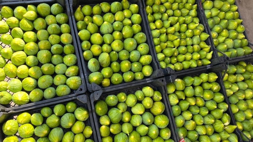 Kış uzun sürünce Aydın’da tezgahları Manisa inciri süsledi