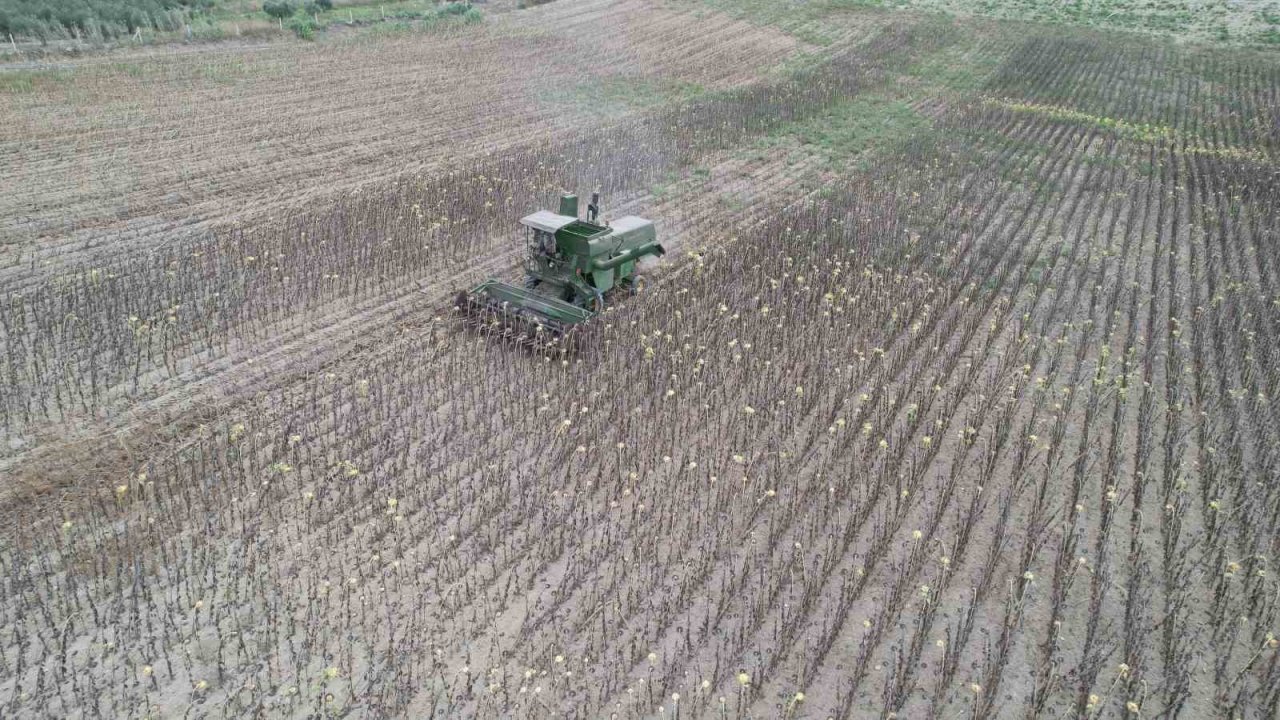 Stratejik ürün olan yağlık ayçiçeğinde hasat başladı