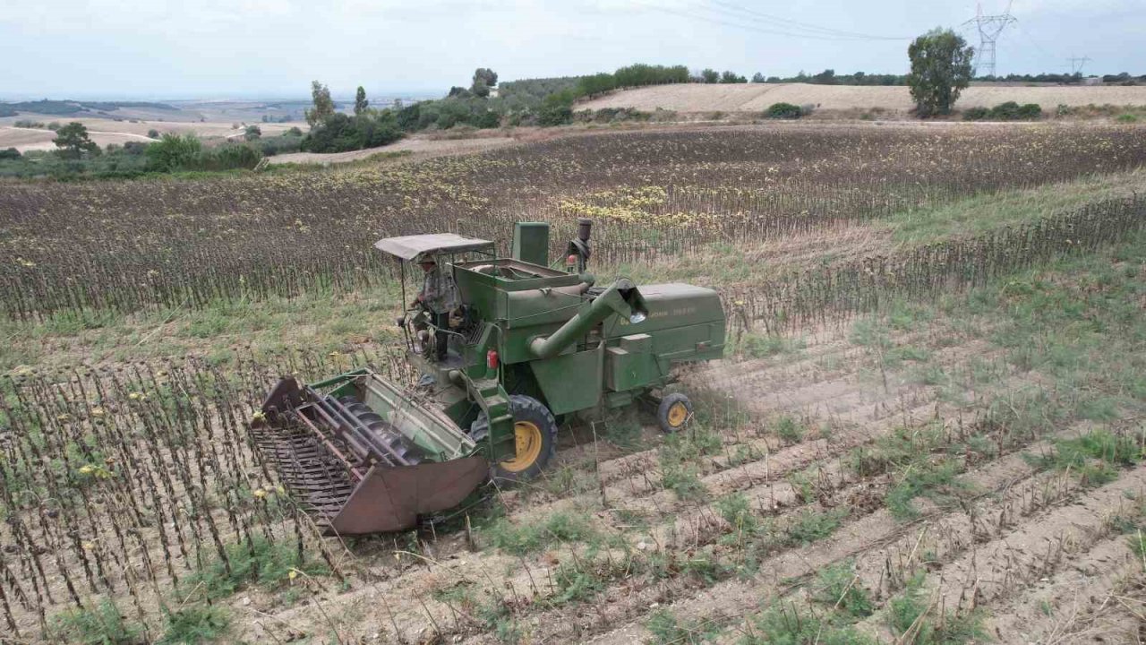 Stratejik ürün olan yağlık ayçiçeğinde hasat başladı
