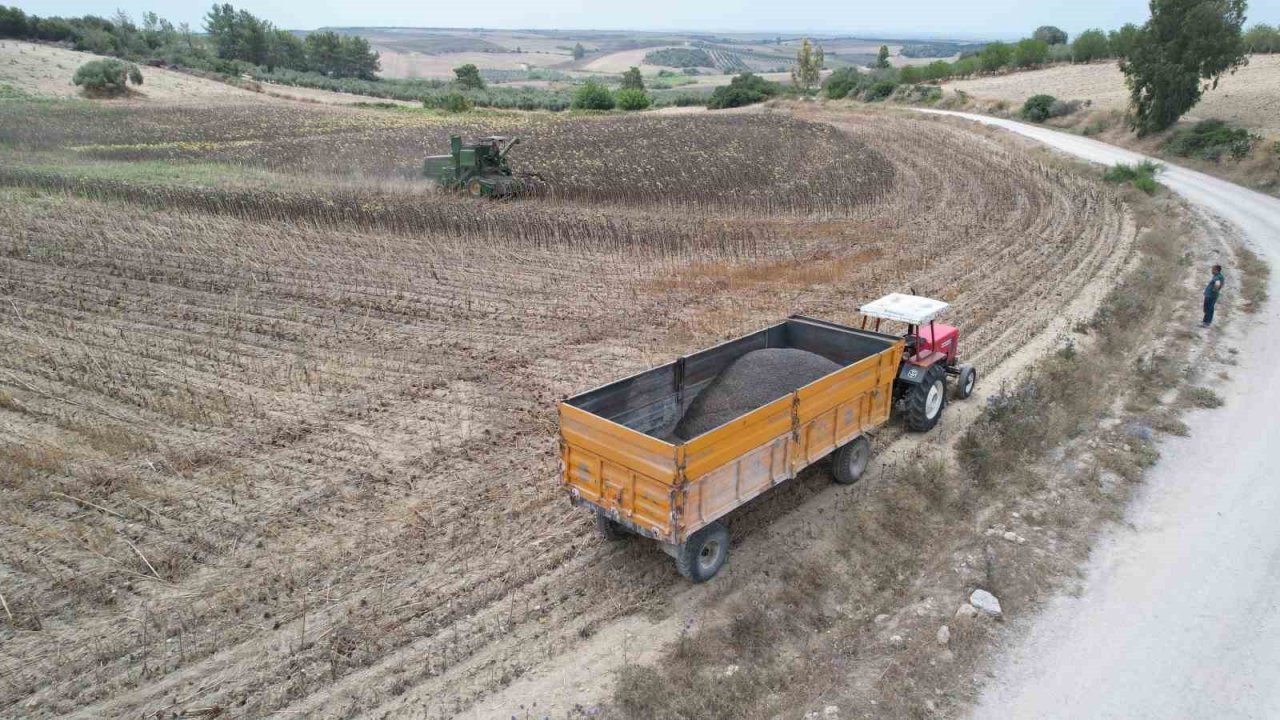 Stratejik ürün olan yağlık ayçiçeğinde hasat başladı