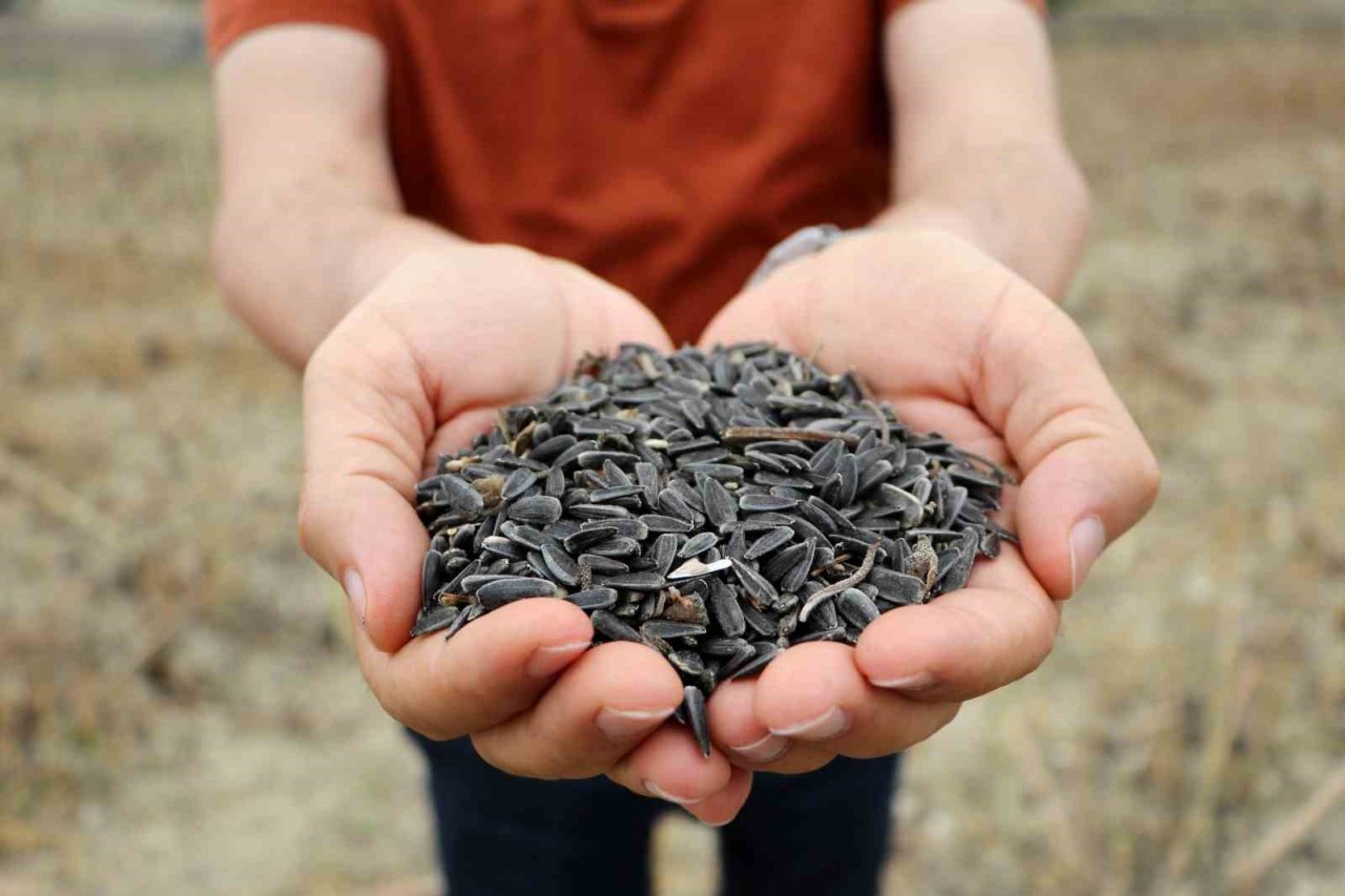 Stratejik ürün olan yağlık ayçiçeğinde hasat başladı