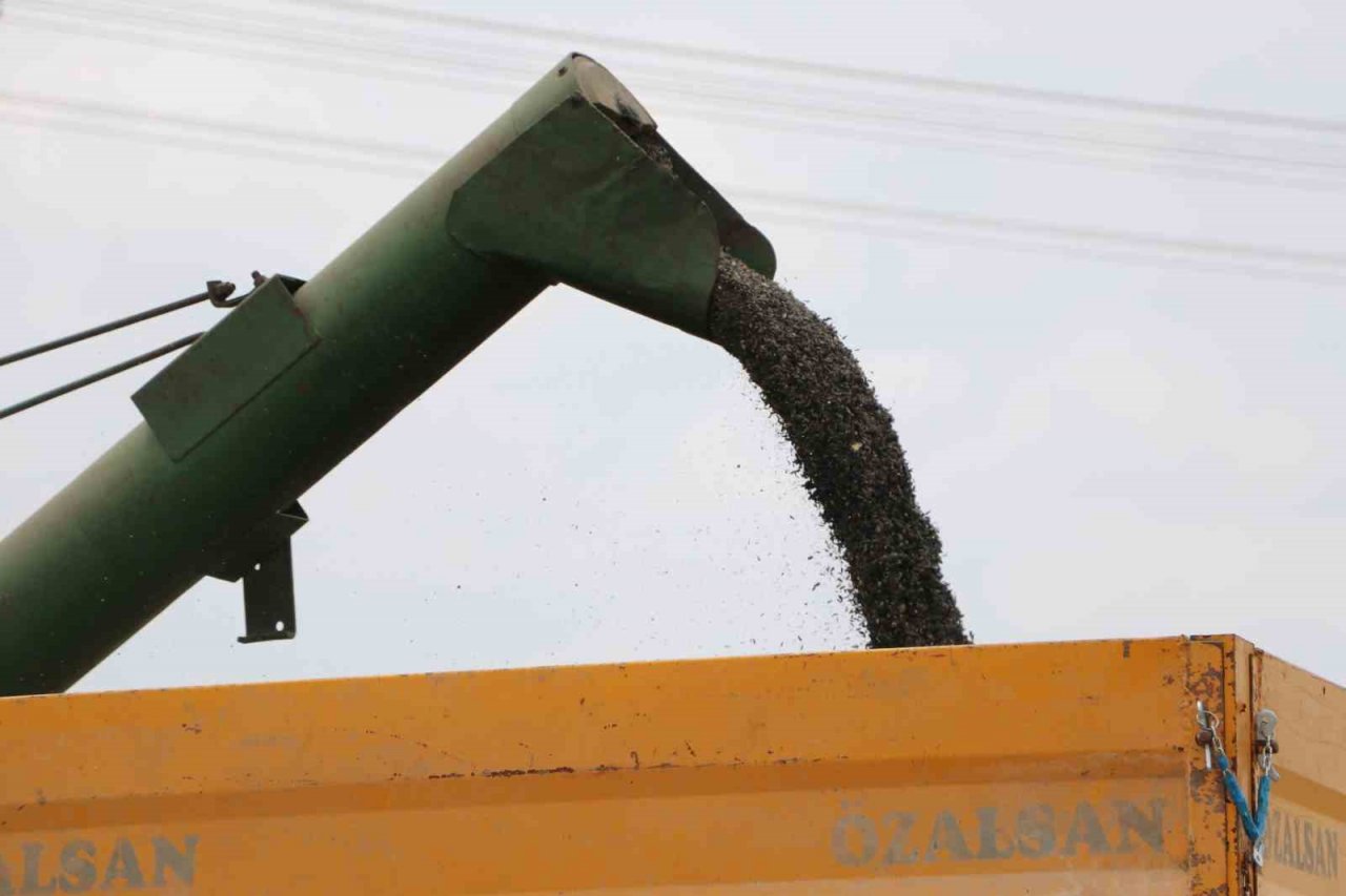 Stratejik ürün olan yağlık ayçiçeğinde hasat başladı