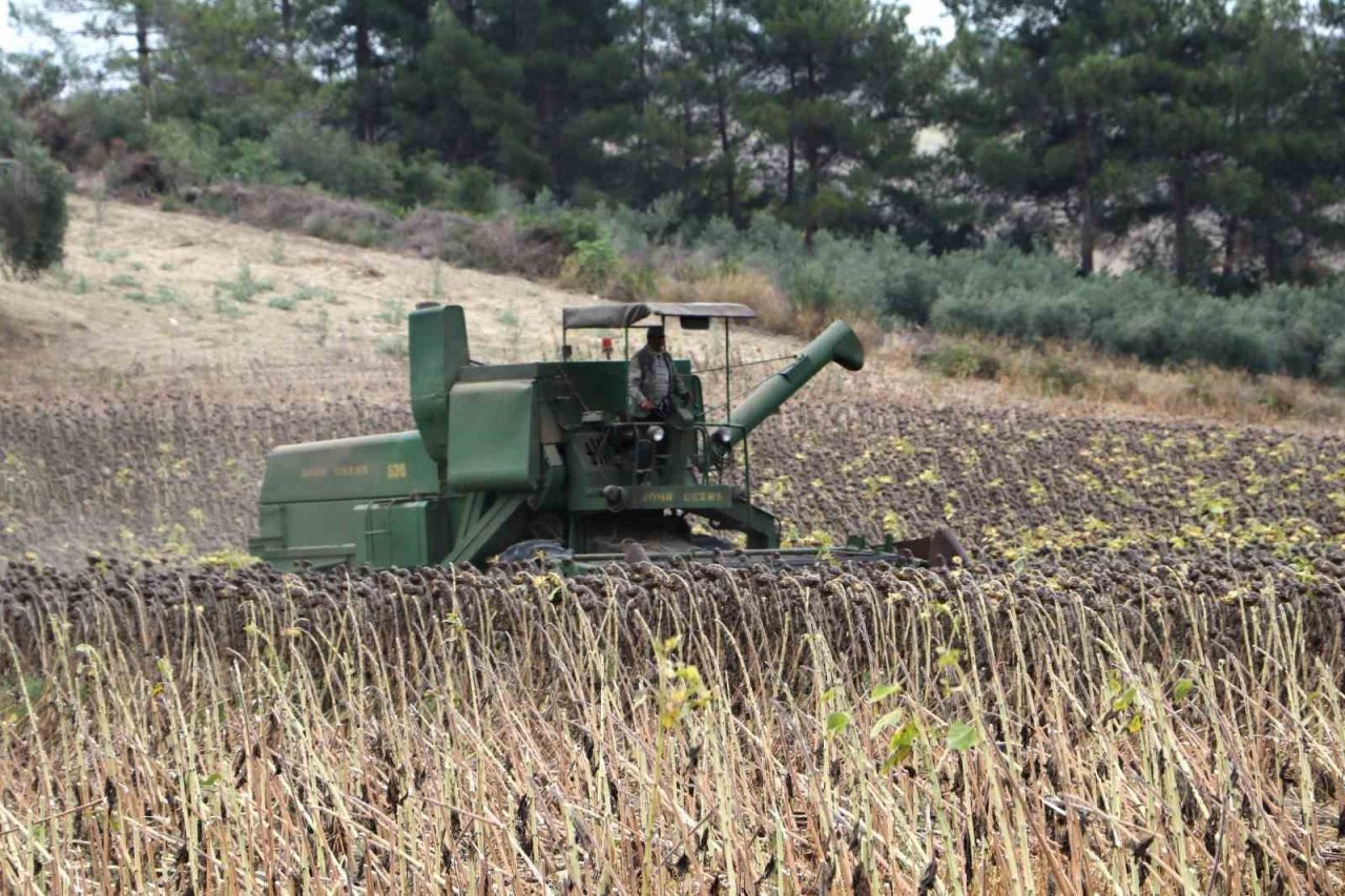 Stratejik ürün olan yağlık ayçiçeğinde hasat başladı