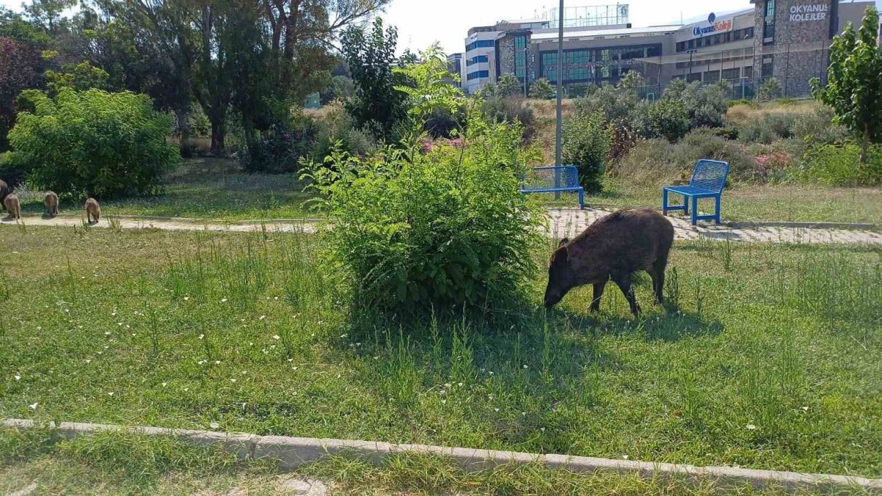 Acıkan domuzlar şehre indi