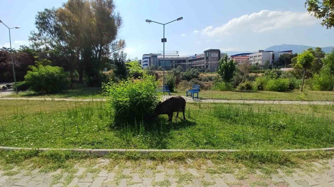 Acıkan domuzlar şehre indi