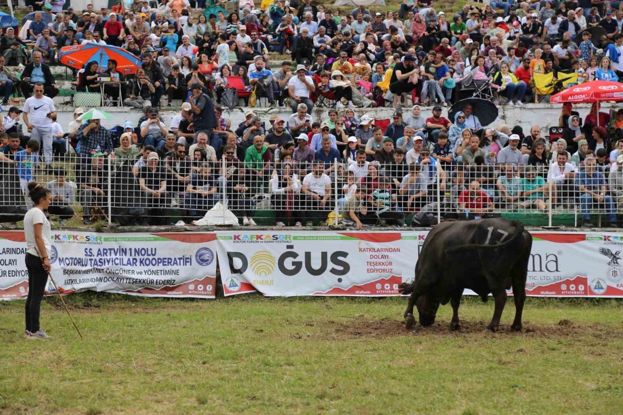 Kafkasör Festivali’nin 3. gününde 32 boğa güreşti