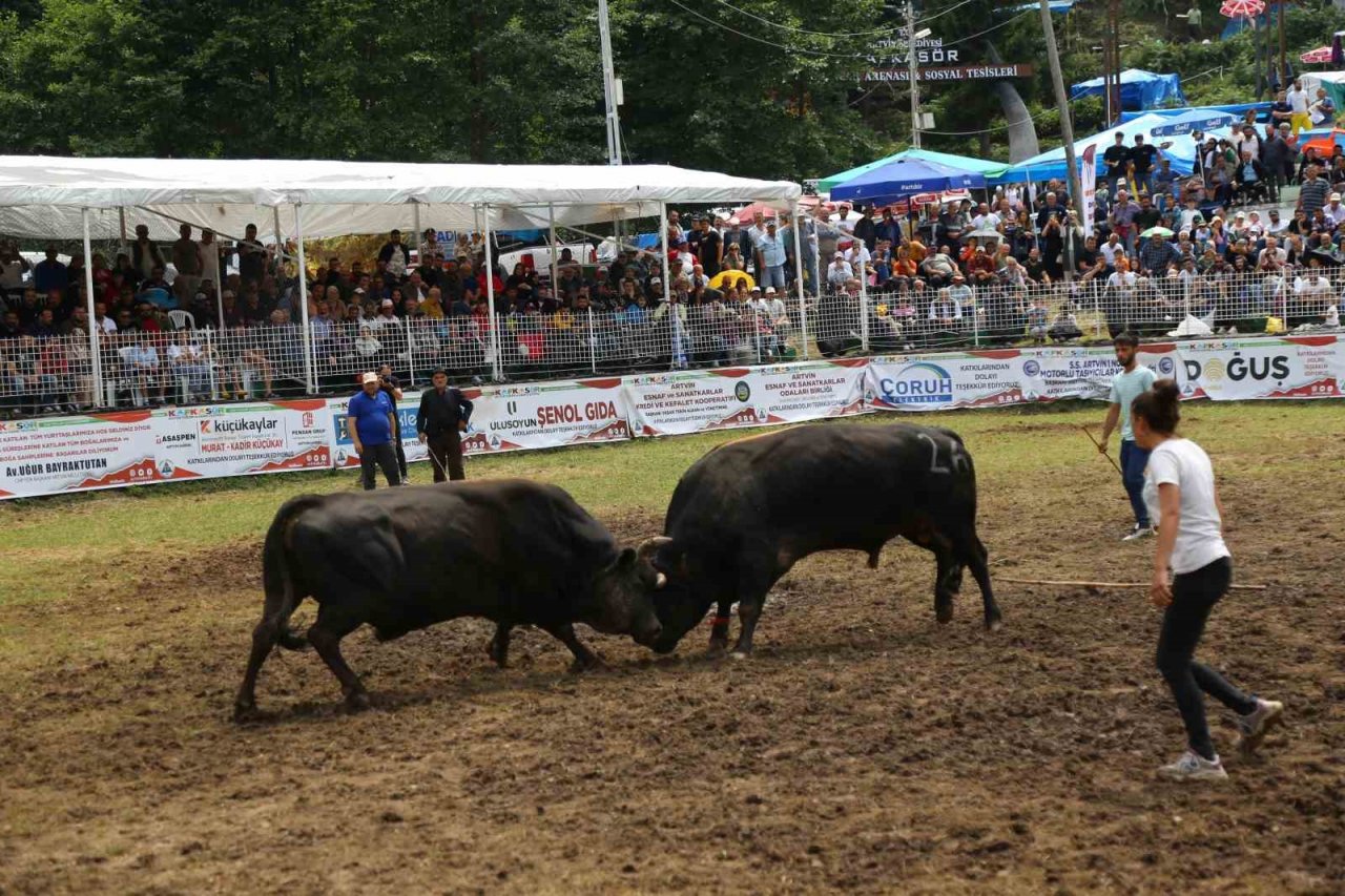 Kafkasör Festivali’nin 3. gününde 32 boğa güreşti