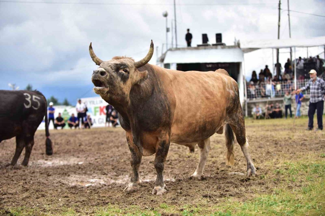 Kafkasör Festivali’nin 3. gününde 32 boğa güreşti