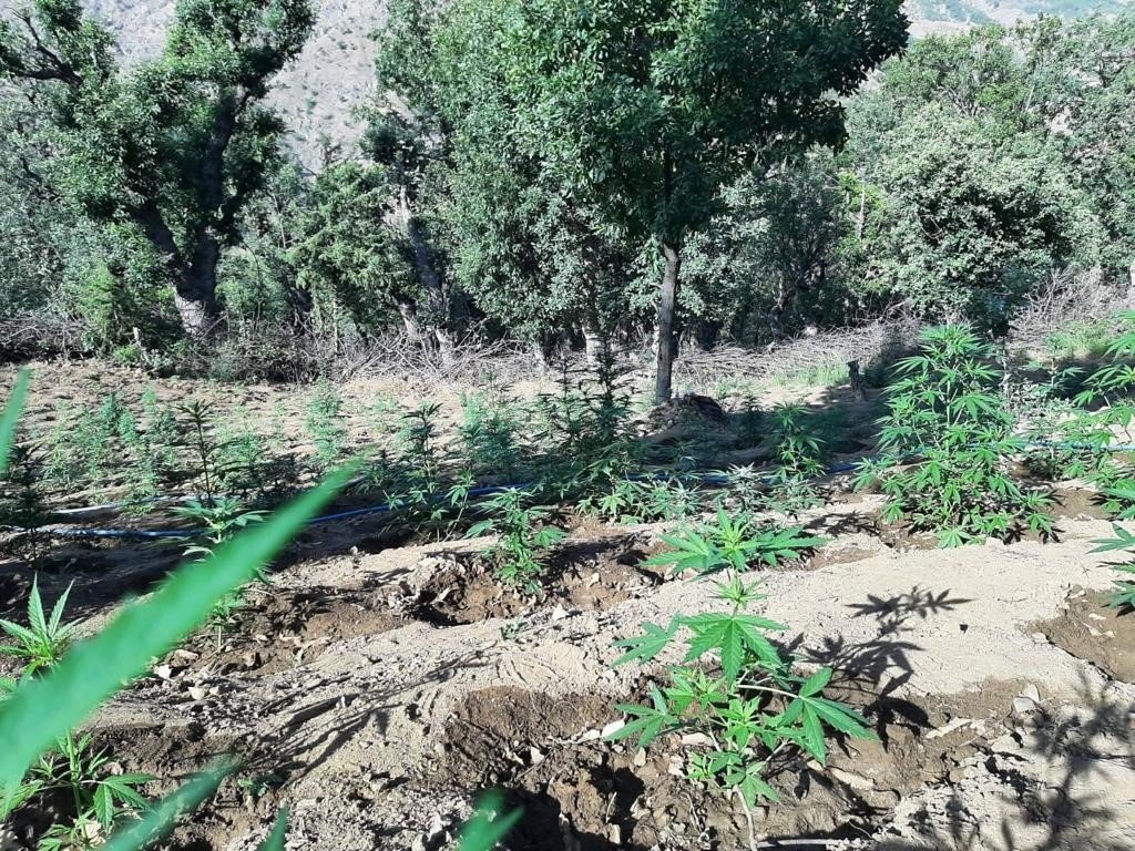 Bingöl’de iki tarlada 7 bin kök kenevir ele geçirildi