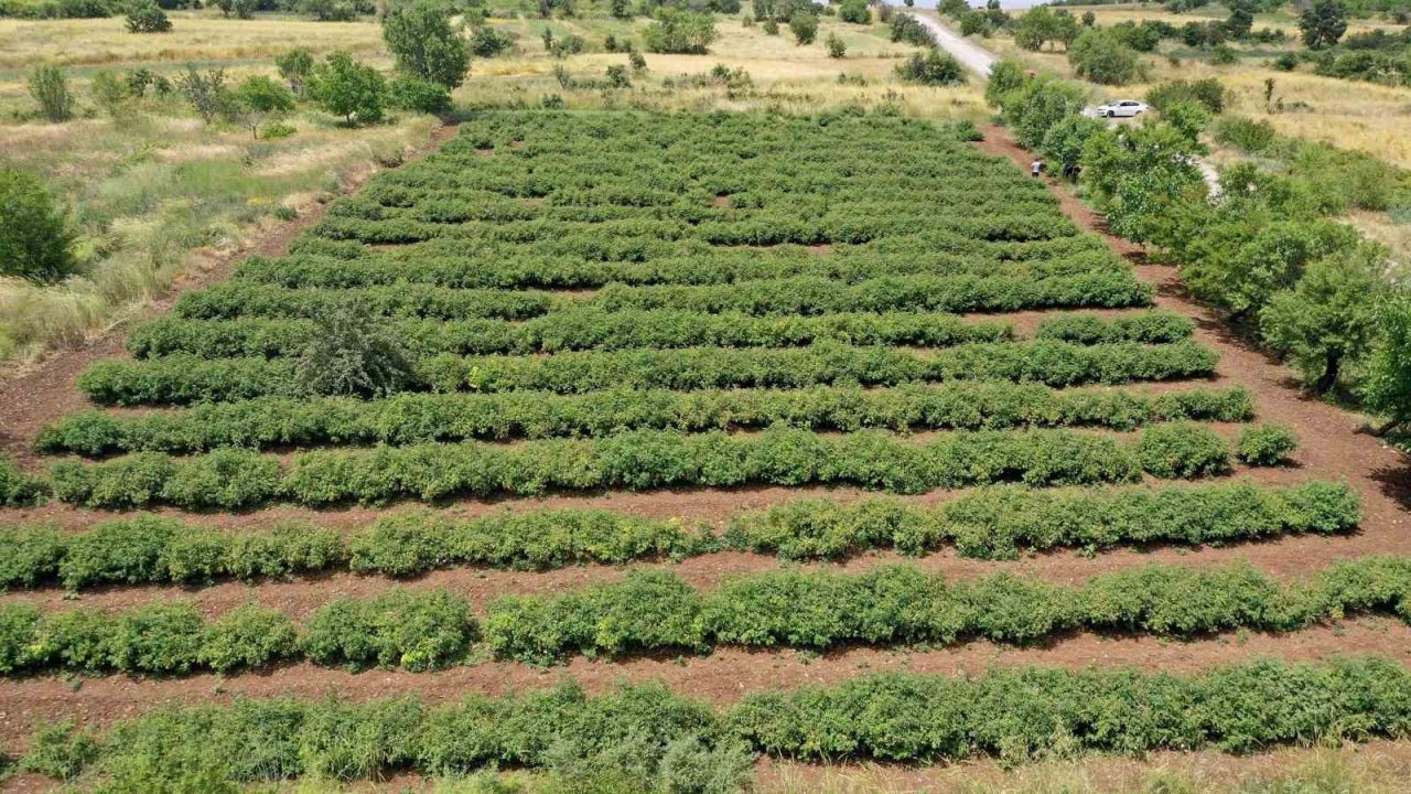 Gül üreticilerinin çilesi bitecek, kazançları artacak