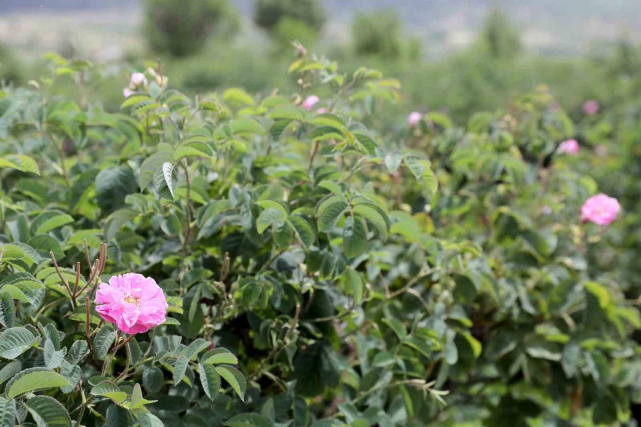 Gül üreticilerinin çilesi bitecek, kazançları artacak