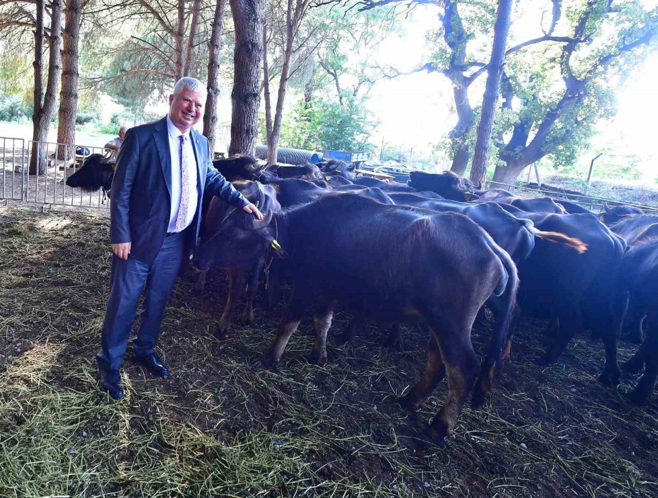 İzmir mozzarellası için üreticiye destek devam ediyor