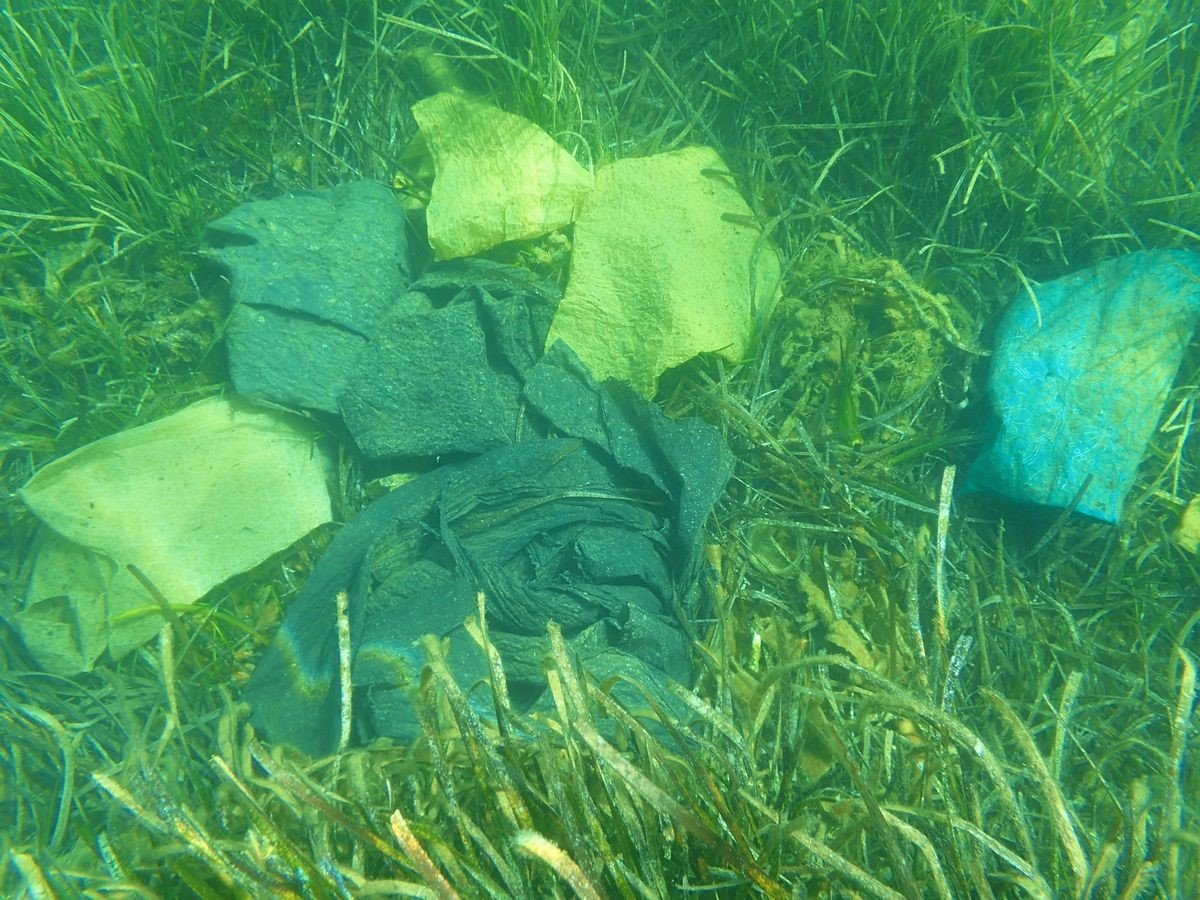Endemik deniz çayırları ve deniz kaplumbağaları insan tehdidi altında