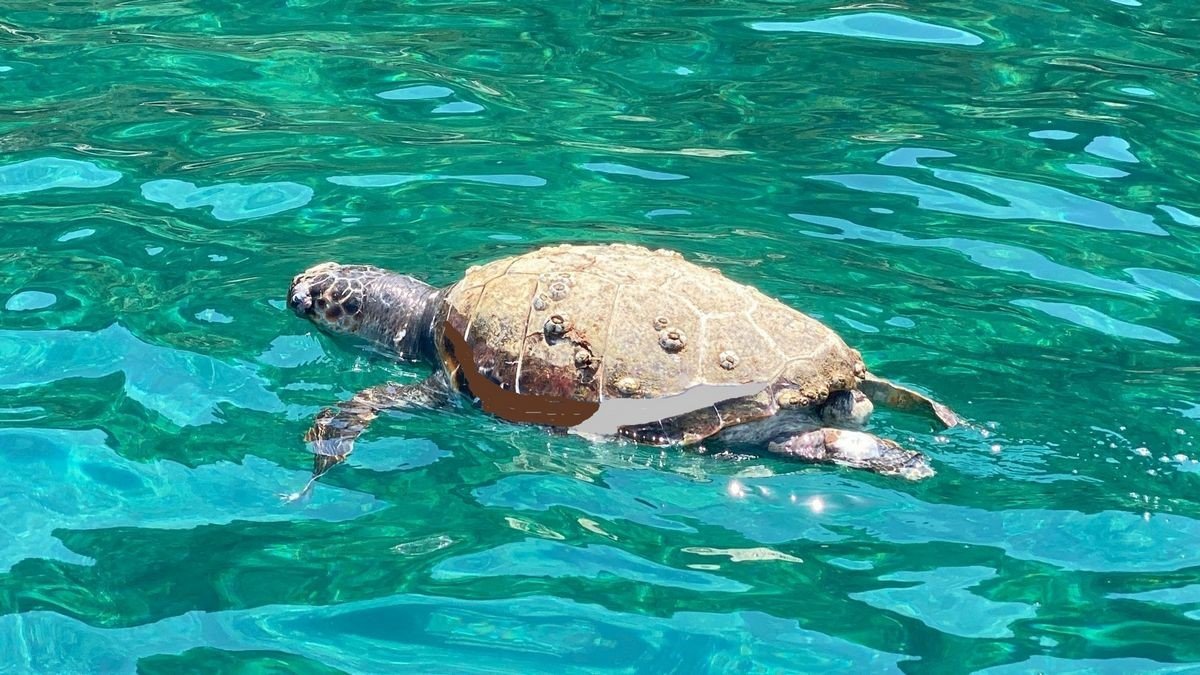 Endemik deniz çayırları ve deniz kaplumbağaları insan tehdidi altında