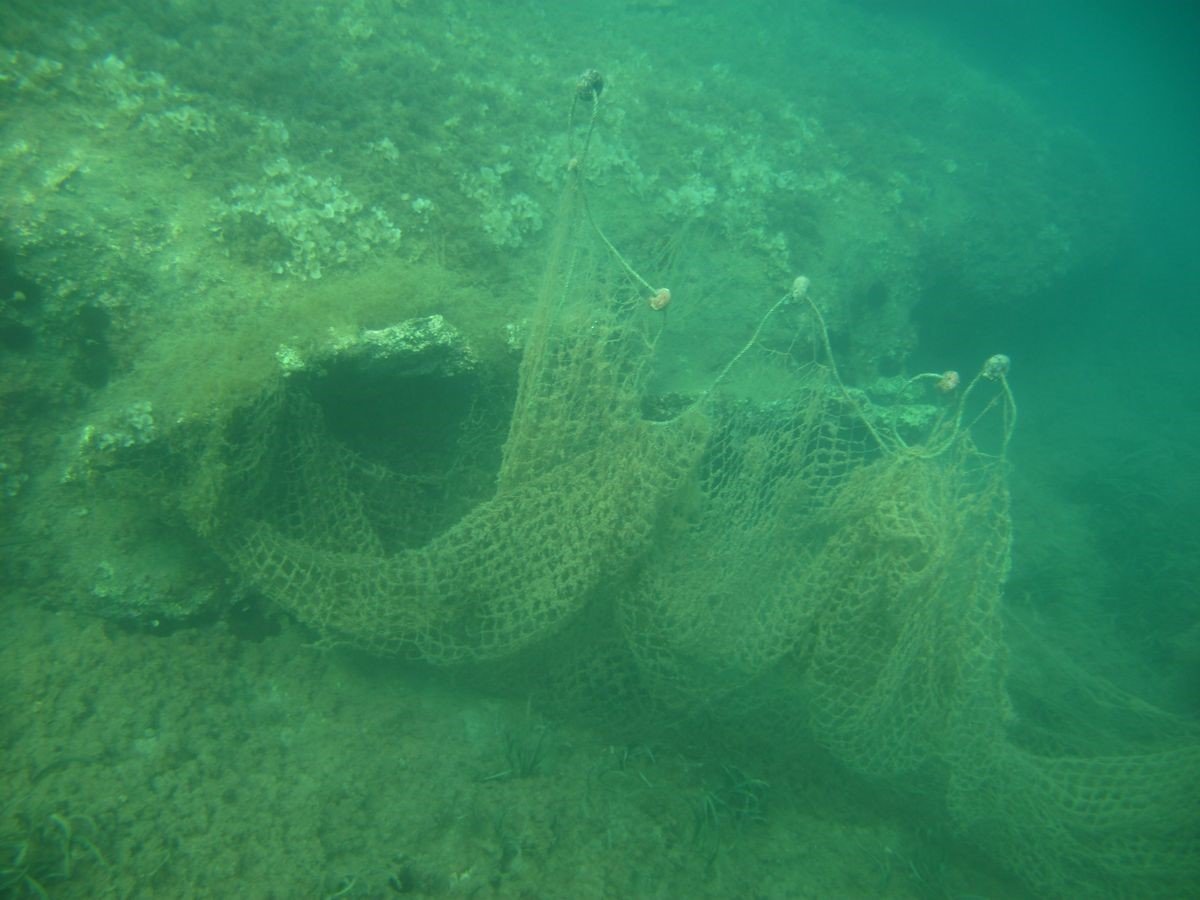 Endemik deniz çayırları ve deniz kaplumbağaları insan tehdidi altında