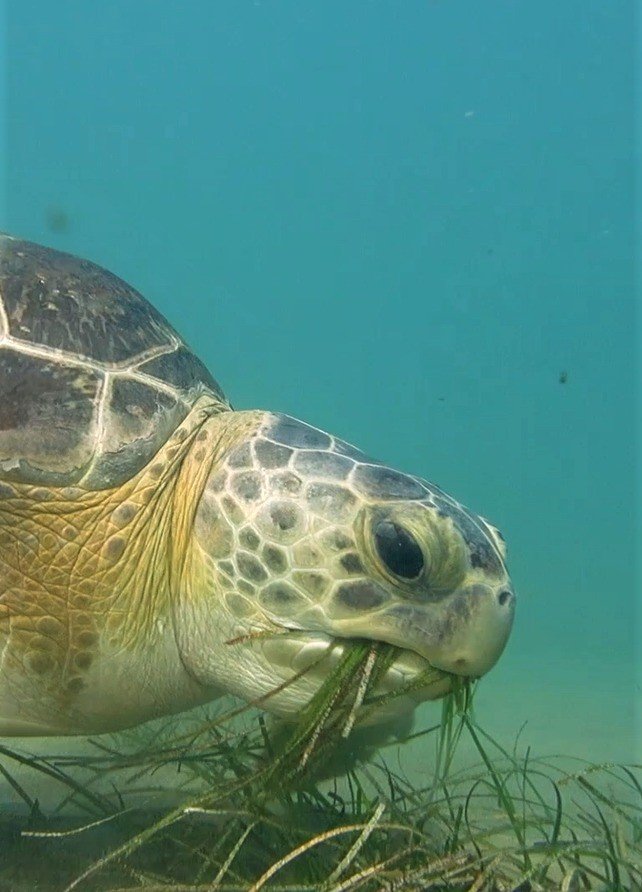 Endemik deniz çayırları ve deniz kaplumbağaları insan tehdidi altında
