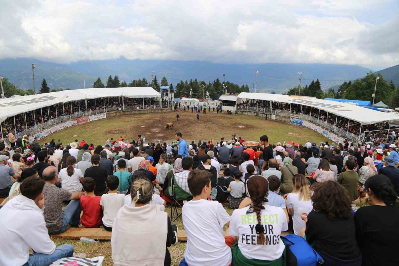 Artvin’in Kafkasör Yaylasında boğaların 42. randevusu nefes kesti