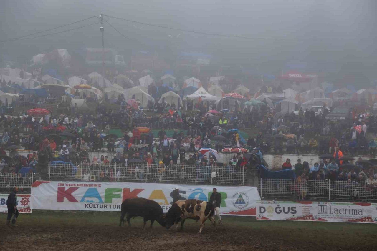 Artvin’in Kafkasör Yaylasında boğaların 42. randevusu nefes kesti