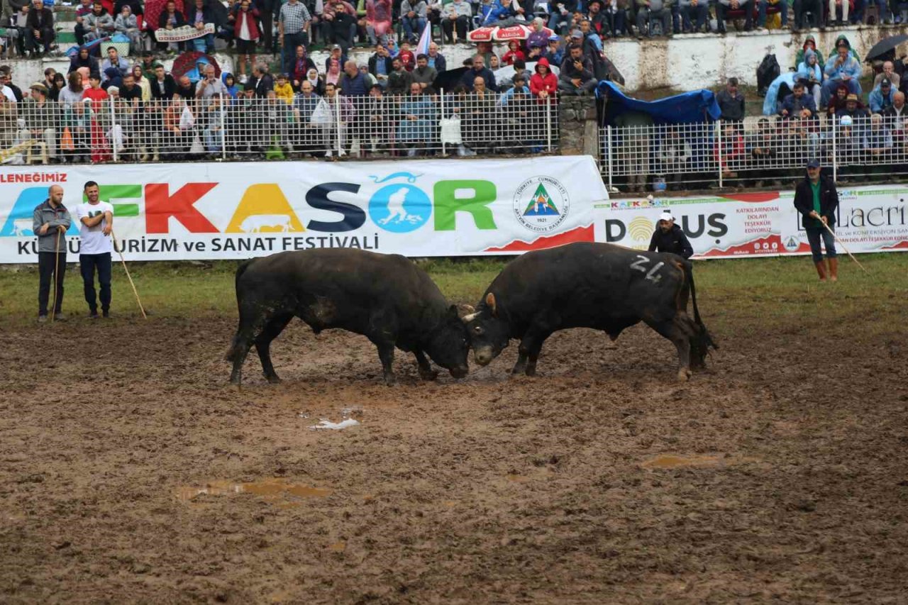 Artvin’in Kafkasör Yaylasında boğaların 42. randevusu nefes kesti