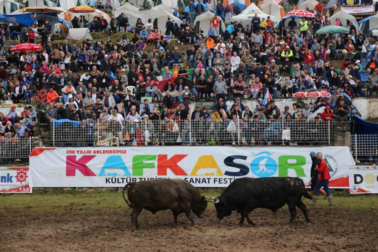 Artvin’in Kafkasör Yaylasında boğaların 42. randevusu nefes kesti
