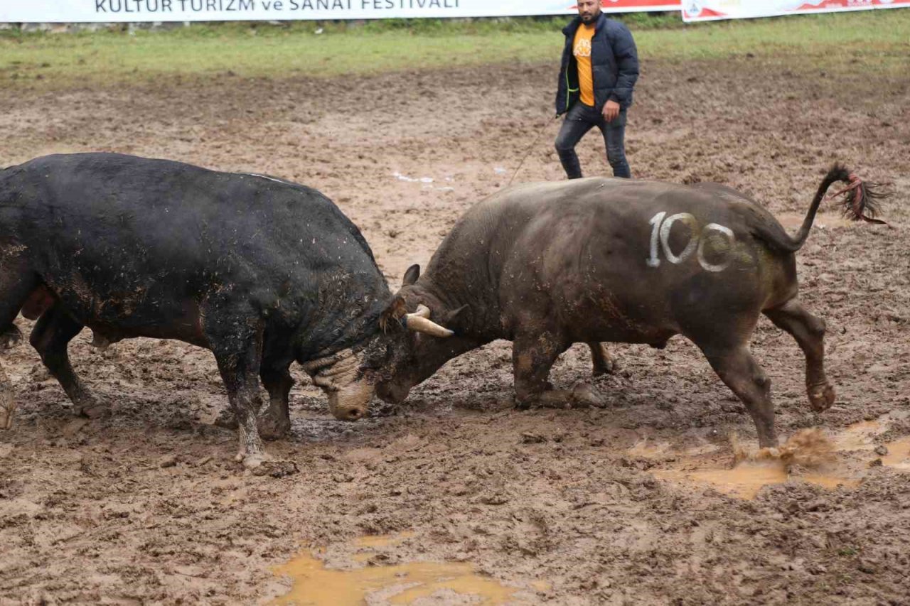 Artvin’in Kafkasör Yaylasında boğaların 42. randevusu nefes kesti