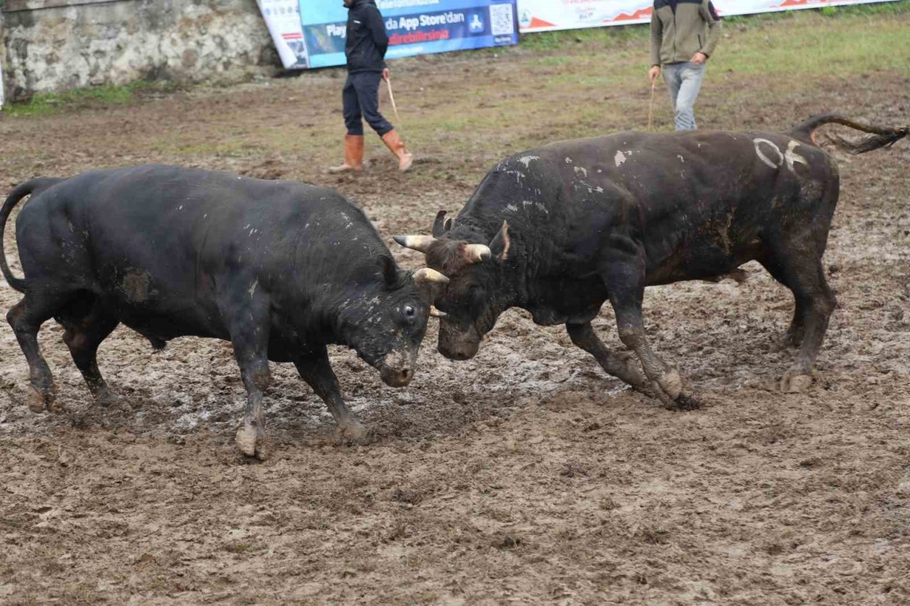 Artvin’in Kafkasör Yaylasında boğaların 42. randevusu nefes kesti