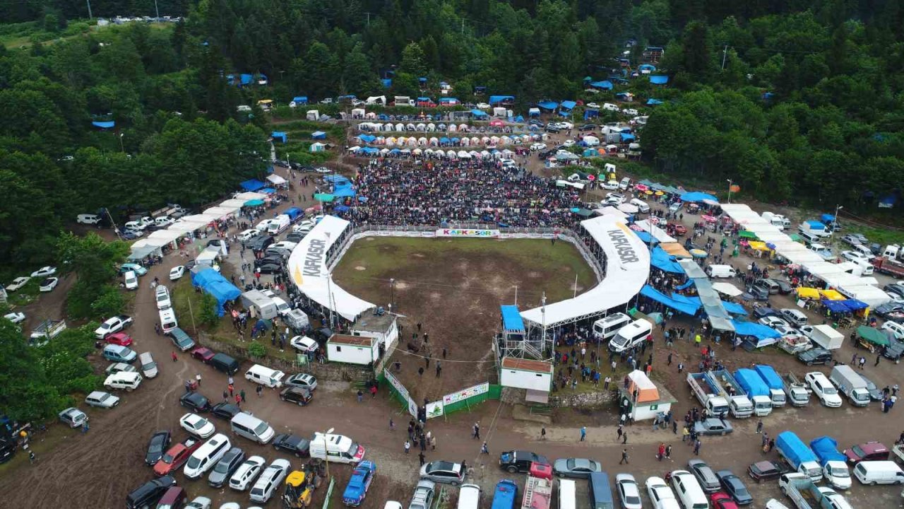 Artvin’in Kafkasör Yaylasında boğaların 42. randevusu nefes kesti