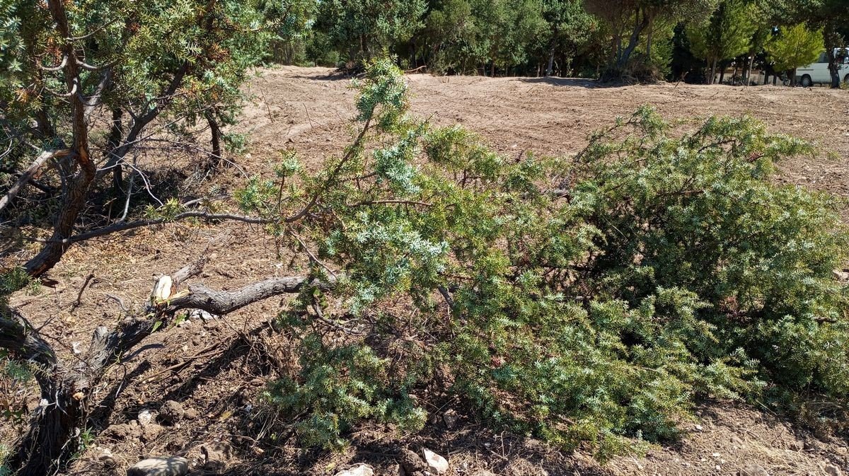 Tabiat alanında, kepçe ve hızarlı “temizlik”, doğaseverlerin tepkisini çekti