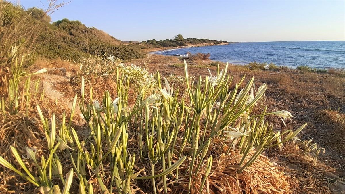 Tabiat alanında, kepçe ve hızarlı “temizlik”, doğaseverlerin tepkisini çekti
