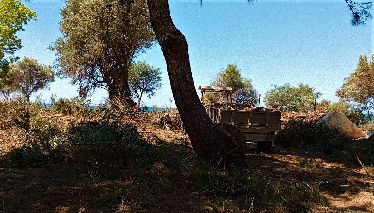 Tabiat alanında, kepçe ve hızarlı “temizlik”, doğaseverlerin tepkisini çekti