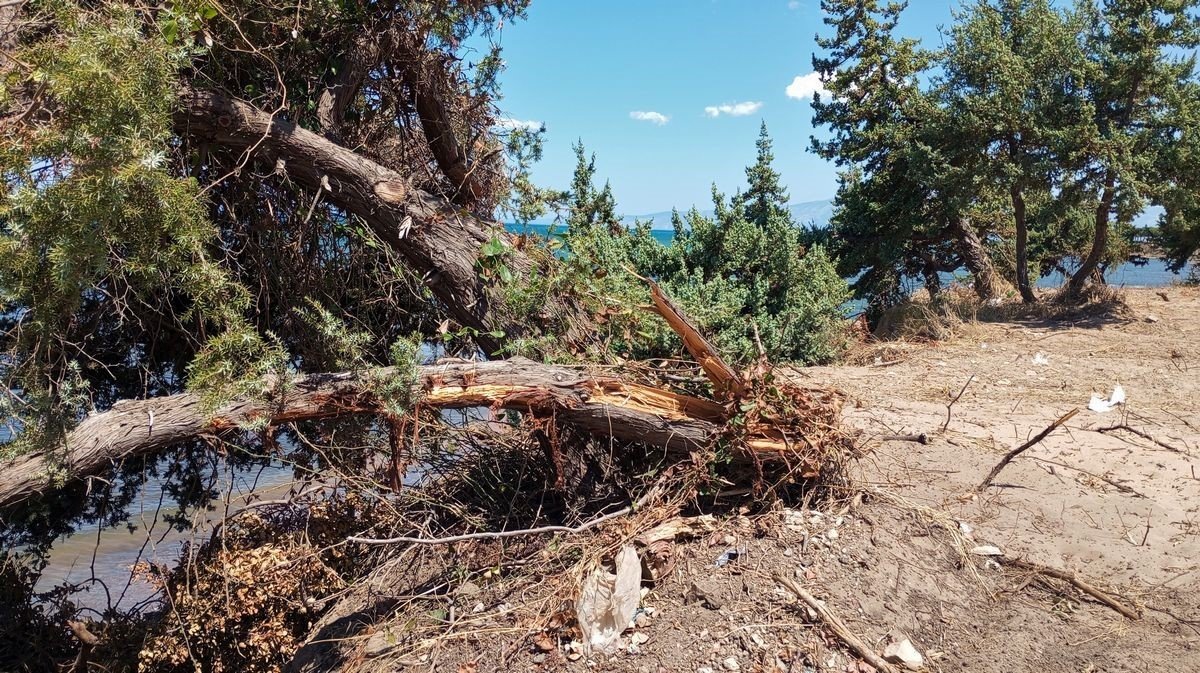 Tabiat alanında, kepçe ve hızarlı “temizlik”, doğaseverlerin tepkisini çekti
