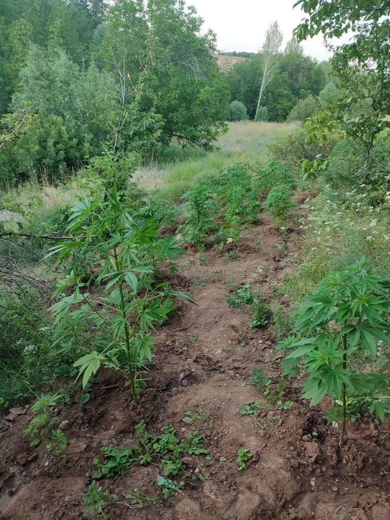 Bingöl’de 138 kök kenevir bitkisi ele geçirildi