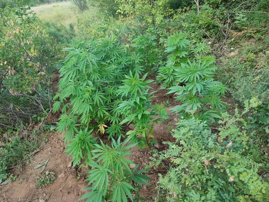 Bingöl’de 138 kök kenevir bitkisi ele geçirildi