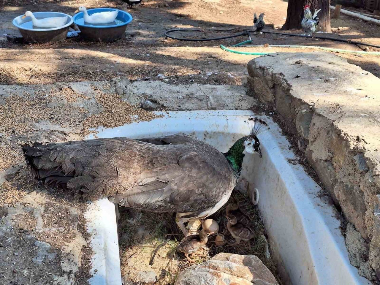 Çınarcık DKMP’de 4 tavus kuşu yavrusu yumurtandan çıktı