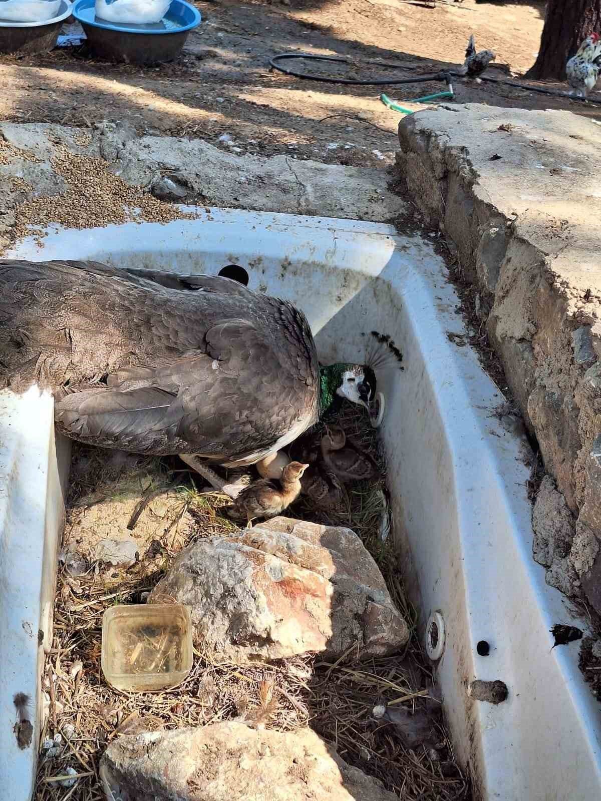 Çınarcık DKMP’de 4 tavus kuşu yavrusu yumurtandan çıktı