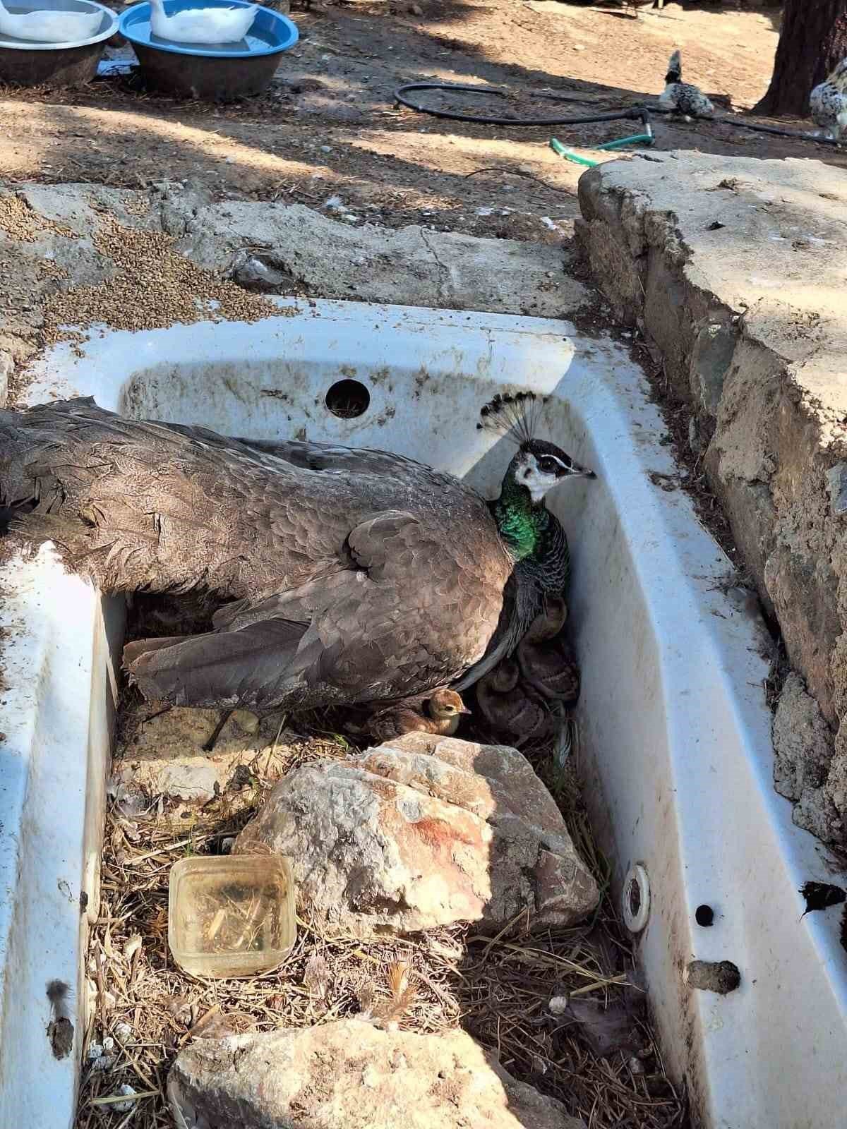 Çınarcık DKMP’de 4 tavus kuşu yavrusu yumurtandan çıktı