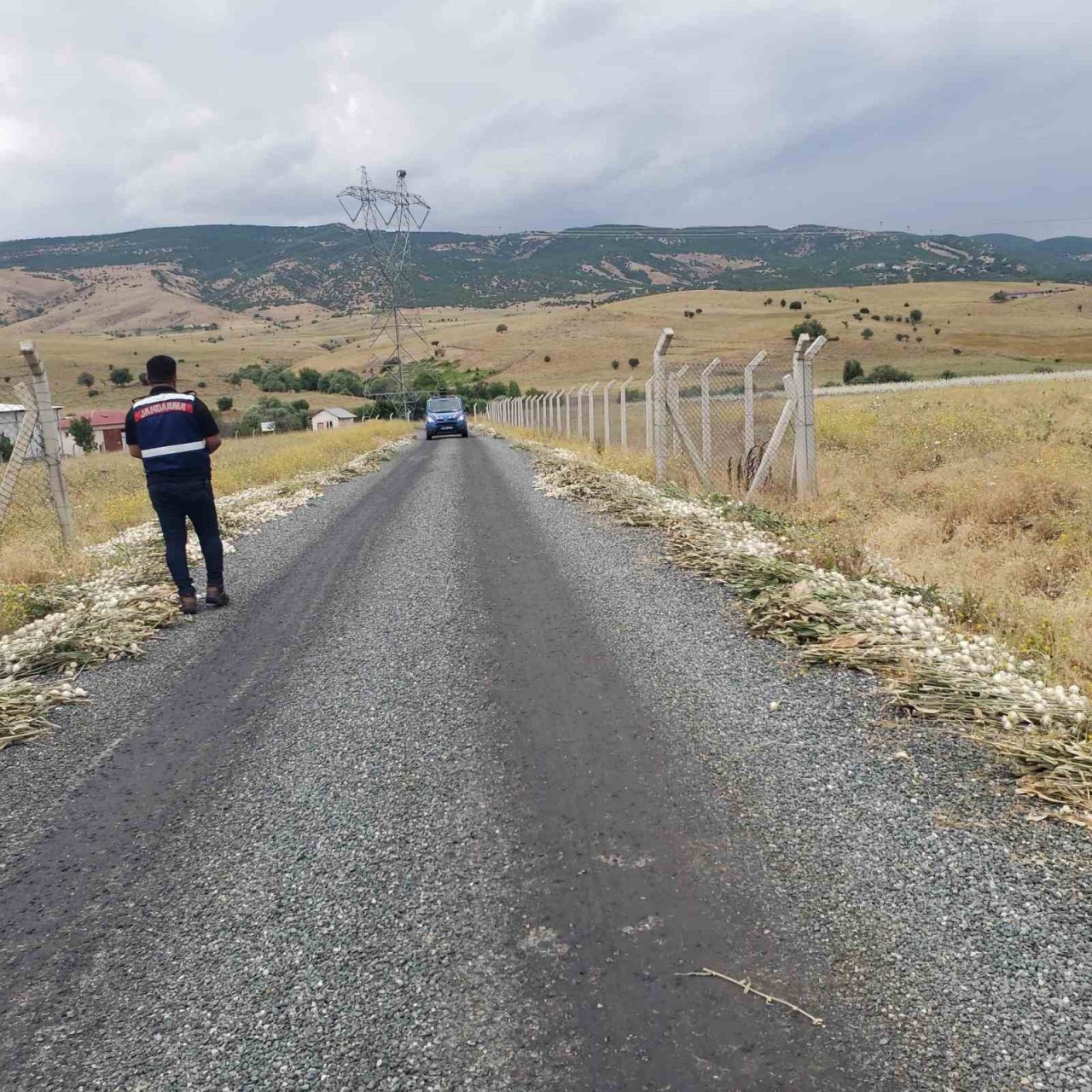 İzinsiz pamuk dikeni toplayan şahsa 244 bin lira para cezası