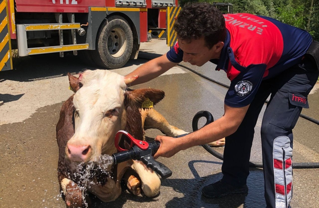 Kanalizasyon kuyusuna düşen inek itfaiye ekiplerince kurtarıldı