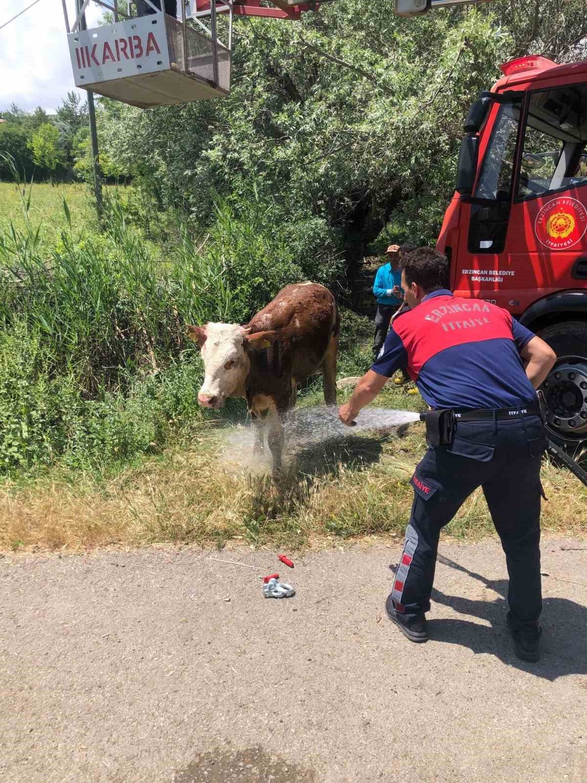 Kanalizasyon kuyusuna düşen inek itfaiye ekiplerince kurtarıldı