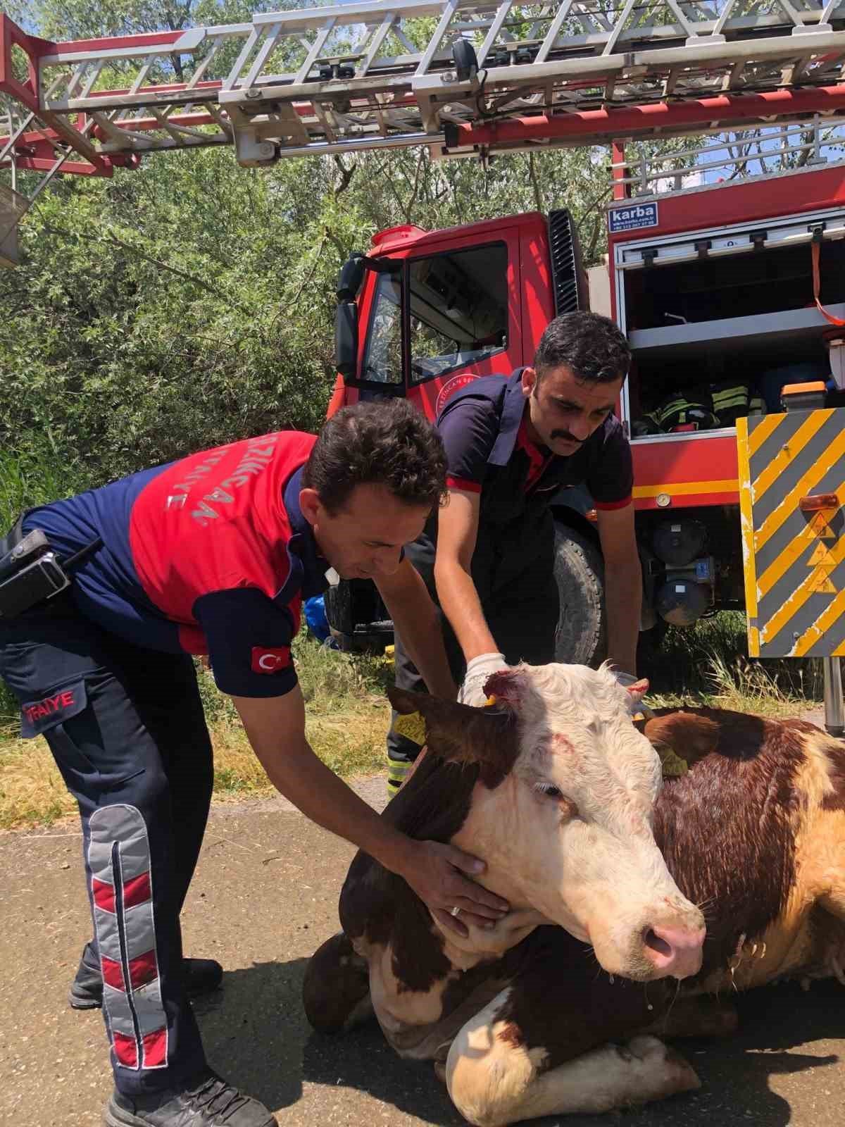 Kanalizasyon kuyusuna düşen inek itfaiye ekiplerince kurtarıldı