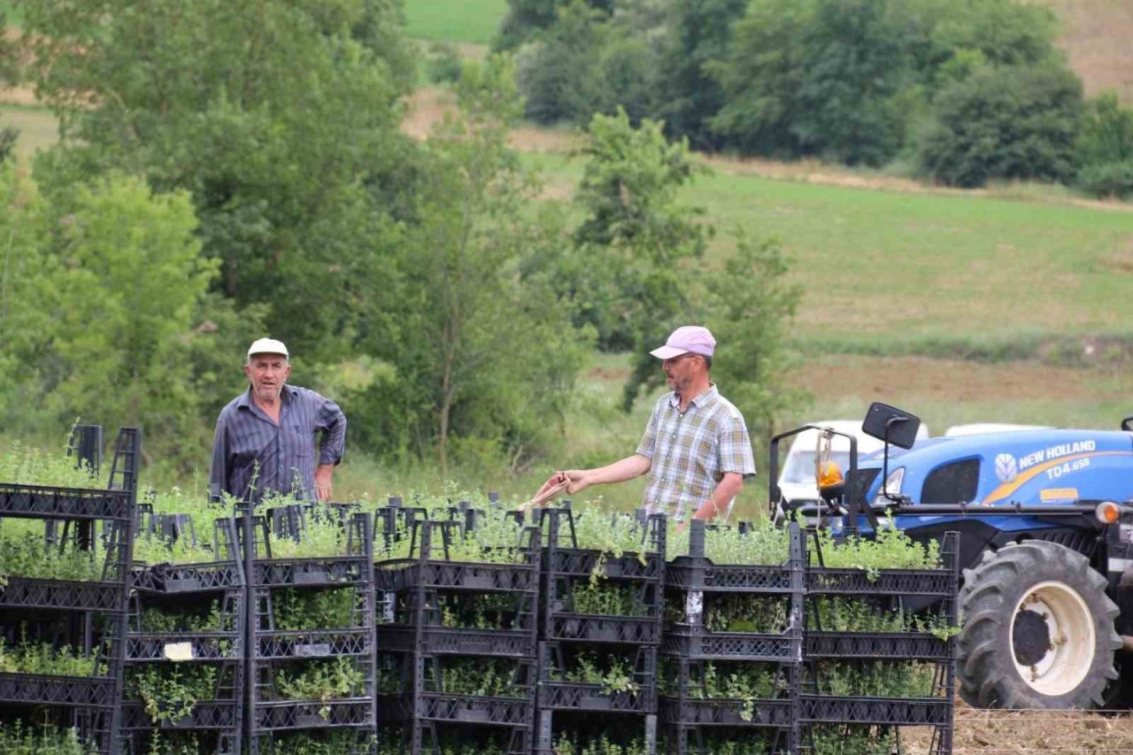 Tıbbi aromatik bitki yetiştiriciliğinde yeni ürün: kekik