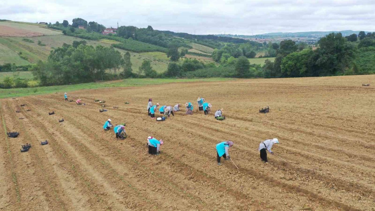 Tıbbi aromatik bitki yetiştiriciliğinde yeni ürün: kekik