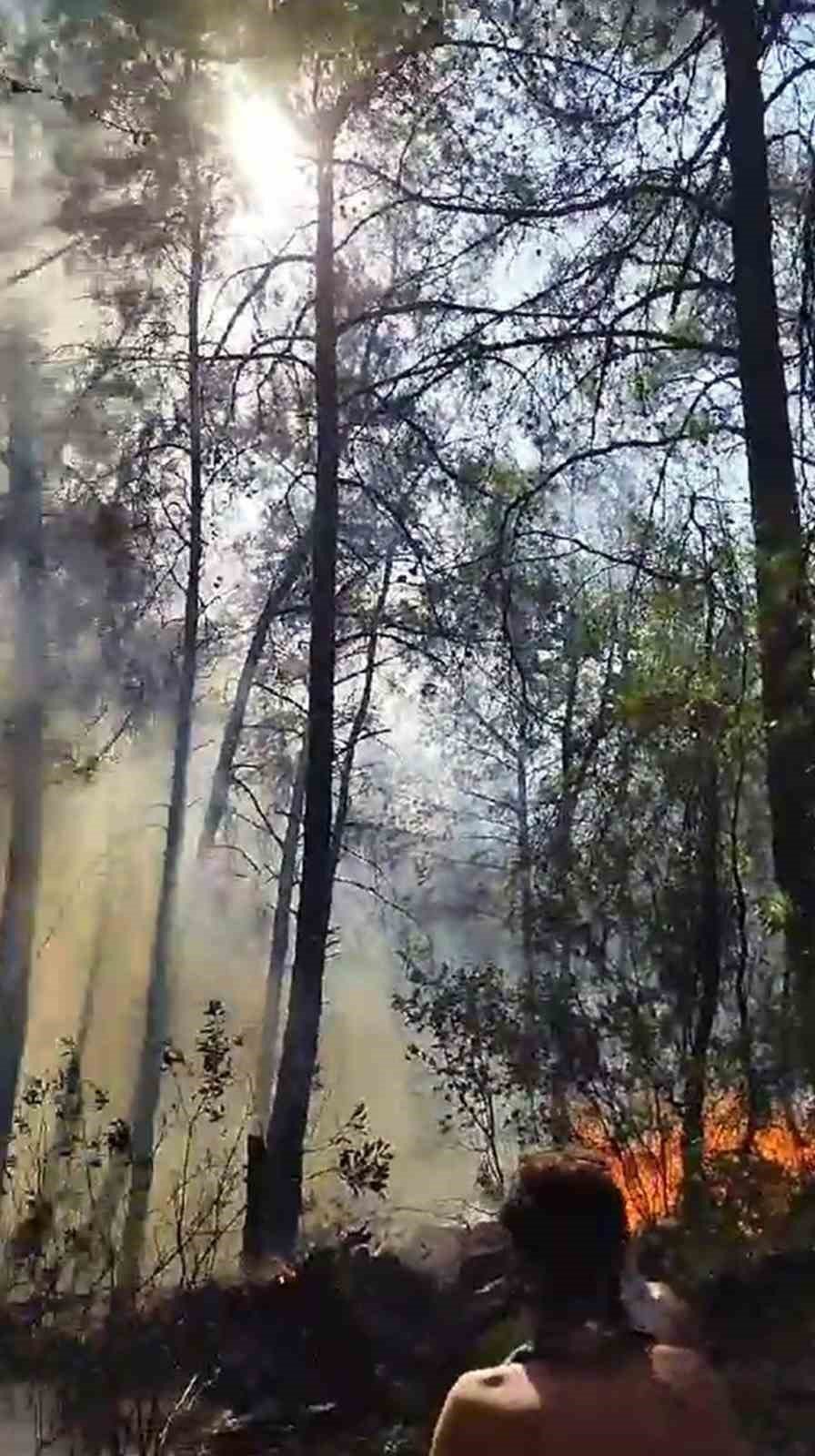 Milas’ta orman yangını