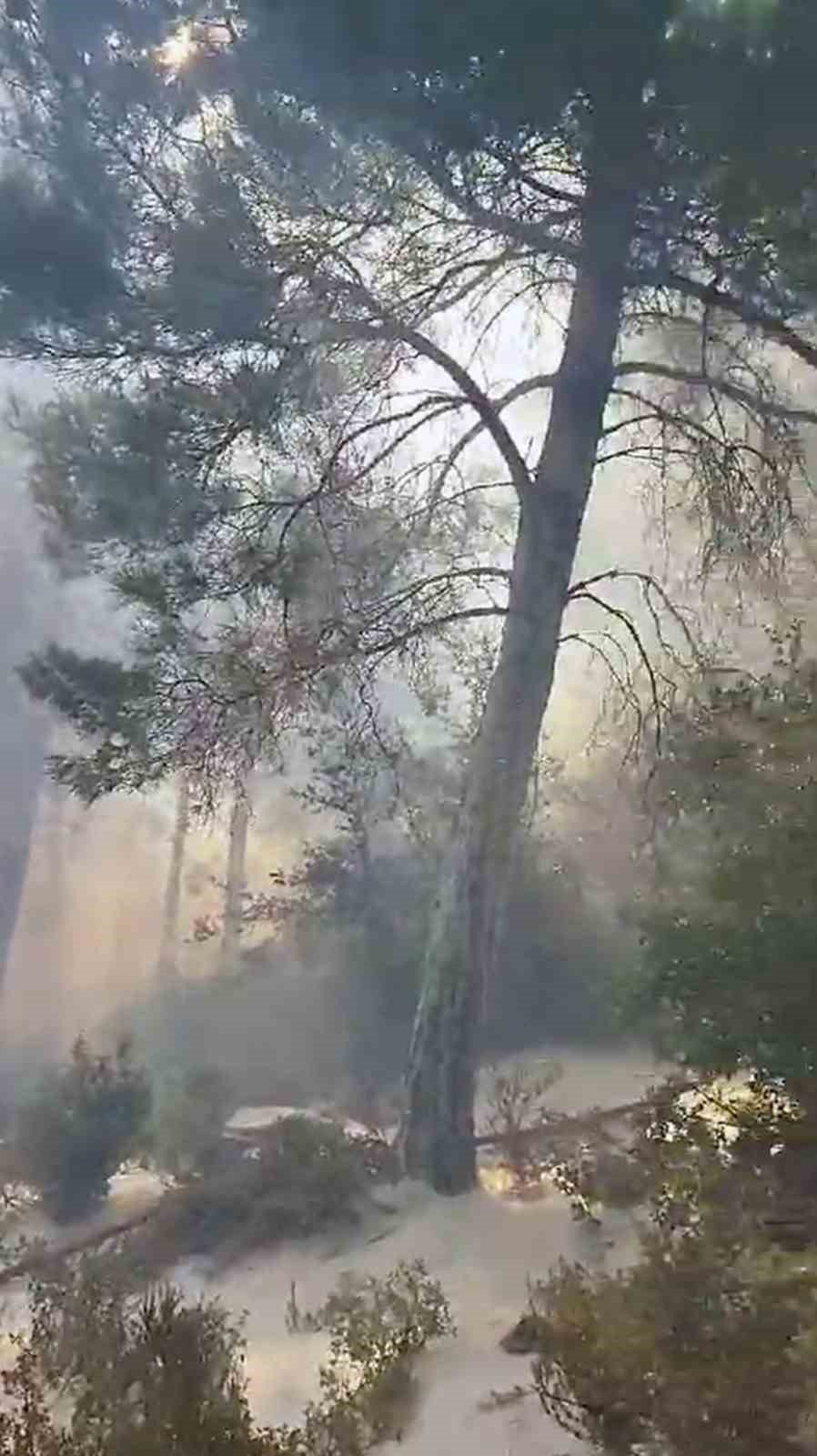 Milas’ta orman yangını