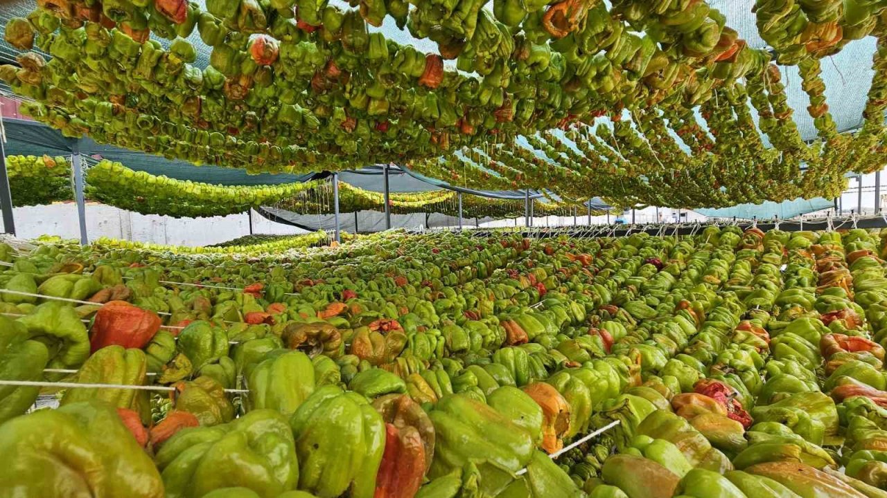 Patlıcan Vadisi’nde renkli görüntüler