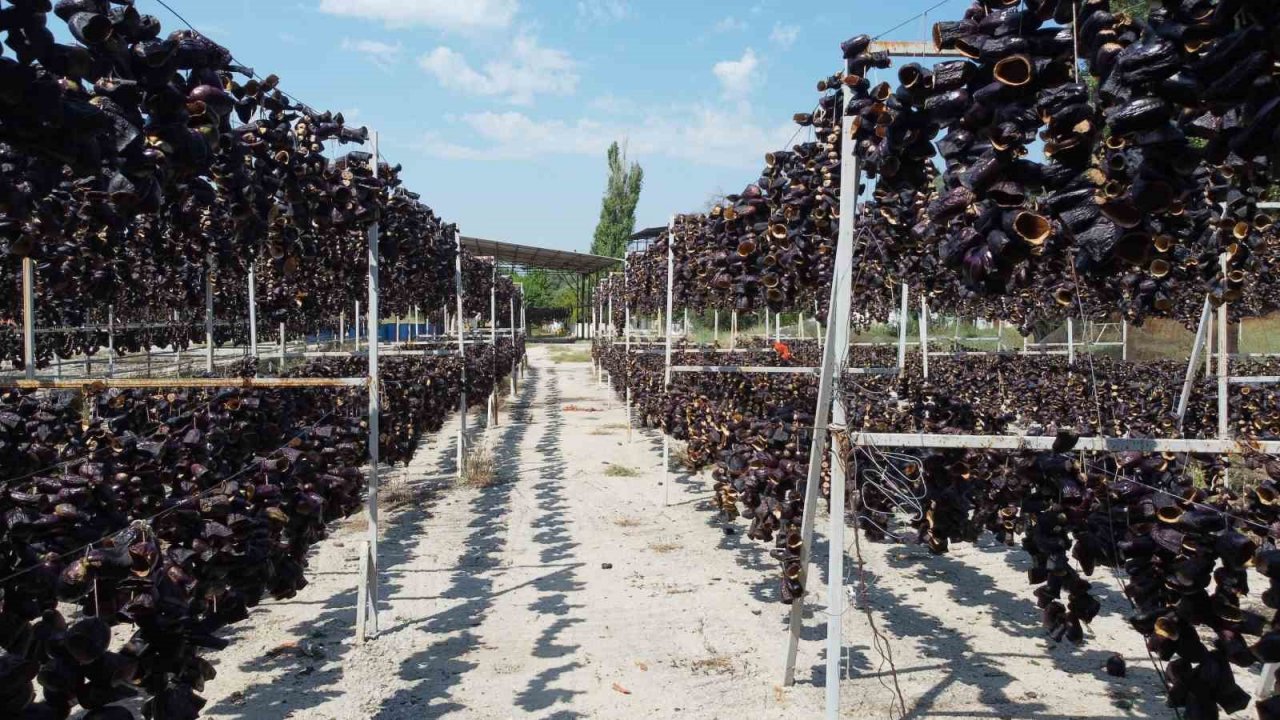 Patlıcan Vadisi’nde renkli görüntüler