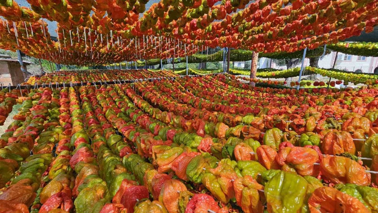 Patlıcan Vadisi’nde renkli görüntüler