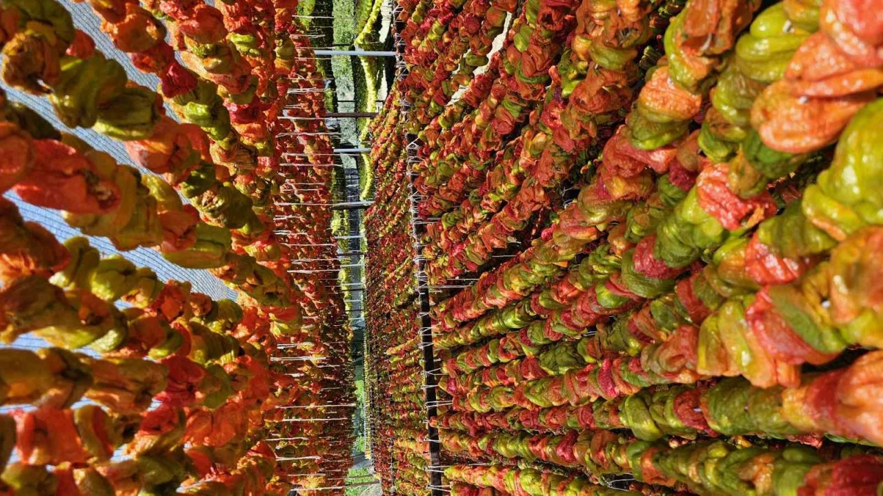 Patlıcan Vadisi’nde renkli görüntüler